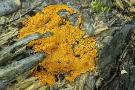 Attēlu rezultāti vaicājumam “Trichia scabra spores”