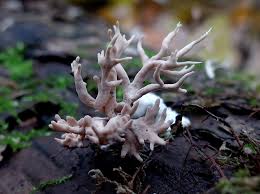 Attēlu rezultāti vaicājumam “Lentaria”