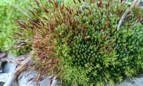 Attēlu rezultāti vaicājumam “Barbula unguiculata”