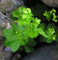 Attēlu rezultāti vaicājumam “Alchemilla vulgaris aggr. leaf”