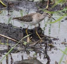 Attēlu rezultāti vaicājumam “Tringa glareola adult”