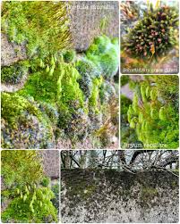 Attēlu rezultāti vaicājumam “Bryum funkii”