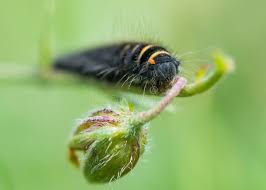 Attēlu rezultāti vaicājumam “Macrothylacia rubi larva”