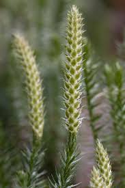 Attēlu rezultāti vaicājumam “Lycopodium annotinum”