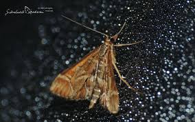 Attēlu rezultāti vaicājumam “Diasemia reticularis”