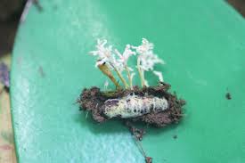 Attēlu rezultāti vaicājumam “Cordyceps polyarthra”