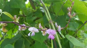 Attēlu rezultāti vaicājumam “Leguminosae”