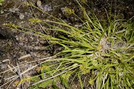 Attēlu rezultāti vaicājumam “Carex lepidocarpa leaf”