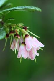 Attēlu rezultāti vaicājumam “Vaccinium vitis-idaea bud”