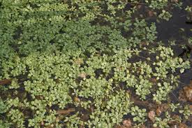 Attēlu rezultāti vaicājumam “Callitriche verna flower”