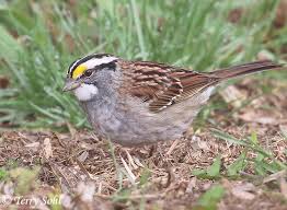 Image result for Zonotrichia albicollis