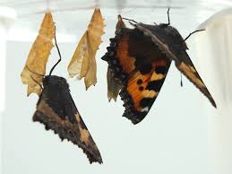 Attēlu rezultāti vaicājumam “Aglais urticae upperside”