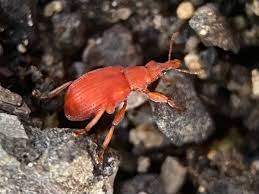 Attēlu rezultāti vaicājumam “Apion sp.”