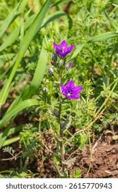 Image result for Legousia speculum-veneris