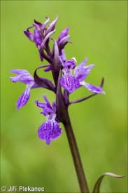 Attēlu rezultāti vaicājumam “Dactylorhiza traunsteineri”