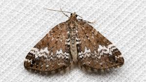 Attēlu rezultāti vaicājumam “Perizoma alchemilla”