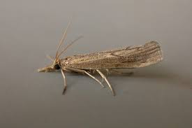 Attēlu rezultāti vaicājumam “Pediasia contaminella”