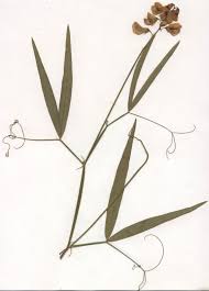 Attēlu rezultāti vaicājumam “Lathyrus sylvestris leaf”