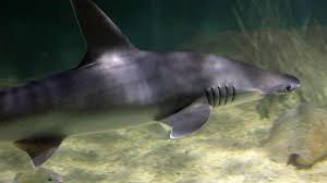 Image result for Sphyrna tiburo