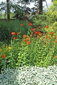 Attēlu rezultāti vaicājumam “Silene chalcedonica fruit”