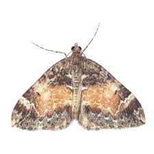 Attēlu rezultāti vaicājumam “Dysstroma truncata”