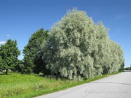 Attēlu rezultāti vaicājumam “Salix alba var. sericea”