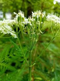 Image result for Myrrhis odorata