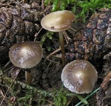 Attēlu rezultāti vaicājumam “Strobilurus esculentus”