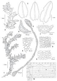 Attēlu rezultāti vaicājumam “Cinclidotus danubicus cells”