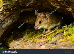 Attēlu rezultāti vaicājumam “Apodemus flavicollis”