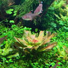 Attēlu rezultāti vaicājumam “Jungermannia sphaerocarpa”