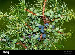 Attēlu rezultāti vaicājumam “Juniperus communis fruit”
