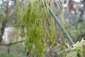 Attēlu rezultāti vaicājumam “Acer negundo female flower”