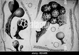 Attēlu rezultāti vaicājumam “Trichia erecta”