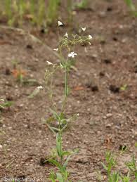 Image result for Gypsophila elegans