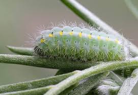 Attēlu rezultāti vaicājumam “Zygaena viciae”