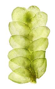 Attēlu rezultāti vaicājumam “Calypogeia neesiana”