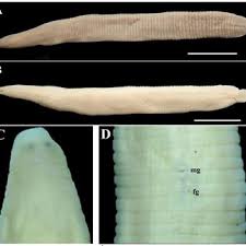 Attēlu rezultāti vaicājumam “Haemopis sanguisuga”