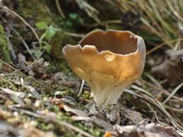 Attēlu rezultāti vaicājumam “Helvella acetabulum”