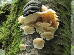 Attēlu rezultāti vaicājumam “Antrodiella semisupina”