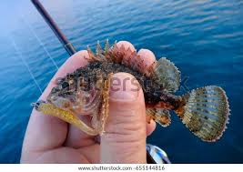 Image result for Scorpaena porcus