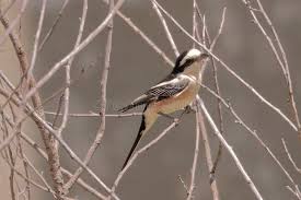 Image result for Lanius nubicus