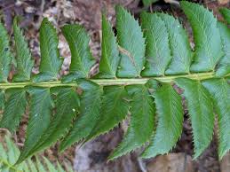 Attēlu rezultāti vaicājumam “Polystichum lonchitis”