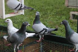 Image result for Abbeyton & Broomfield Racing Pigeons