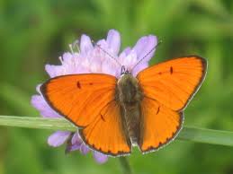 Attēlu rezultāti vaicājumam “Lycaena dispar male”