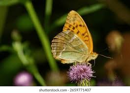 Attēlu rezultāti vaicājumam “Argynnis paphia underside”