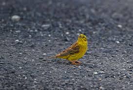 Attēlu rezultāti vaicājumam “Emberiza citrinella juvenile”