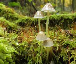 Attēlu rezultāti vaicājumam “Mycena epipterygia”