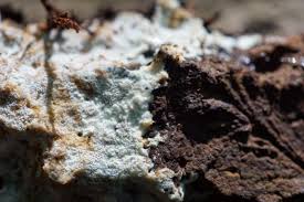 Attēlu rezultāti vaicājumam “Oxyporus corticola”