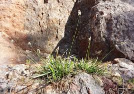 Attēlu rezultāti vaicājumam “Sesleria caerulea fruit”